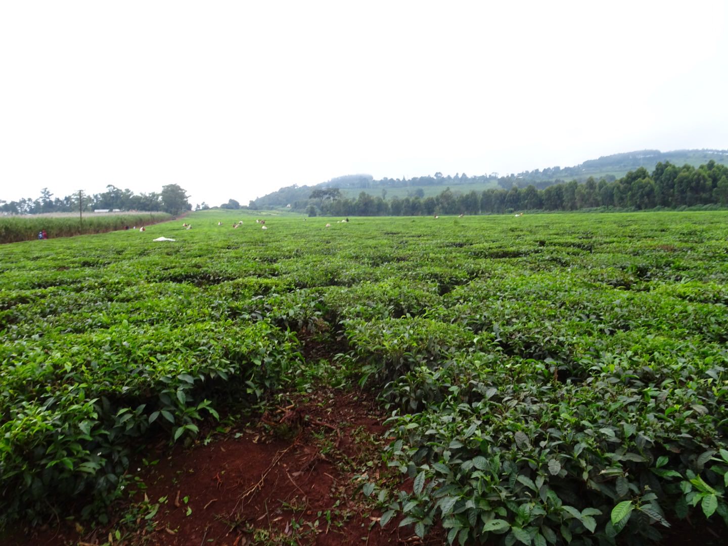 tea plantations uganda