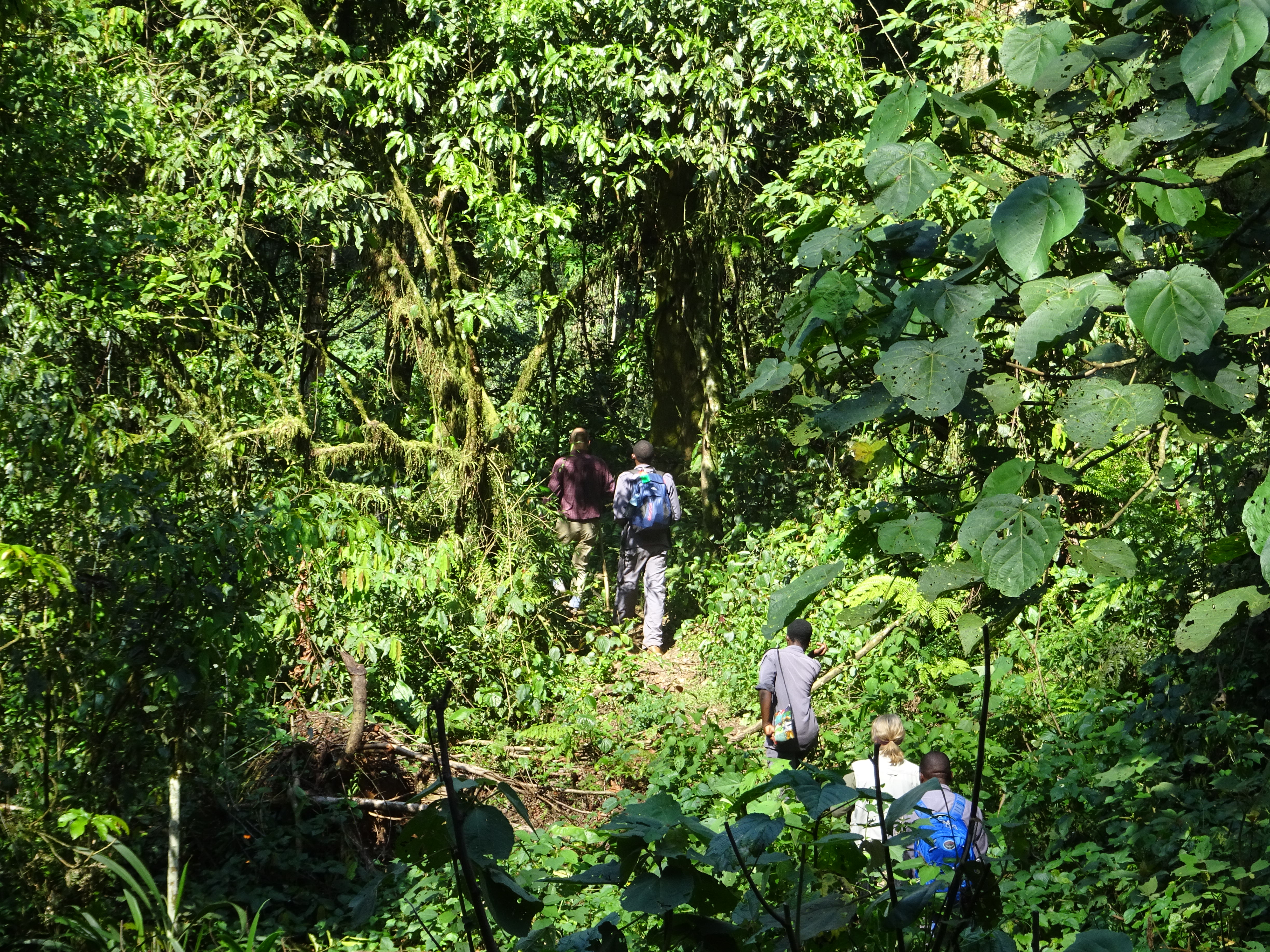 trekking through jungle