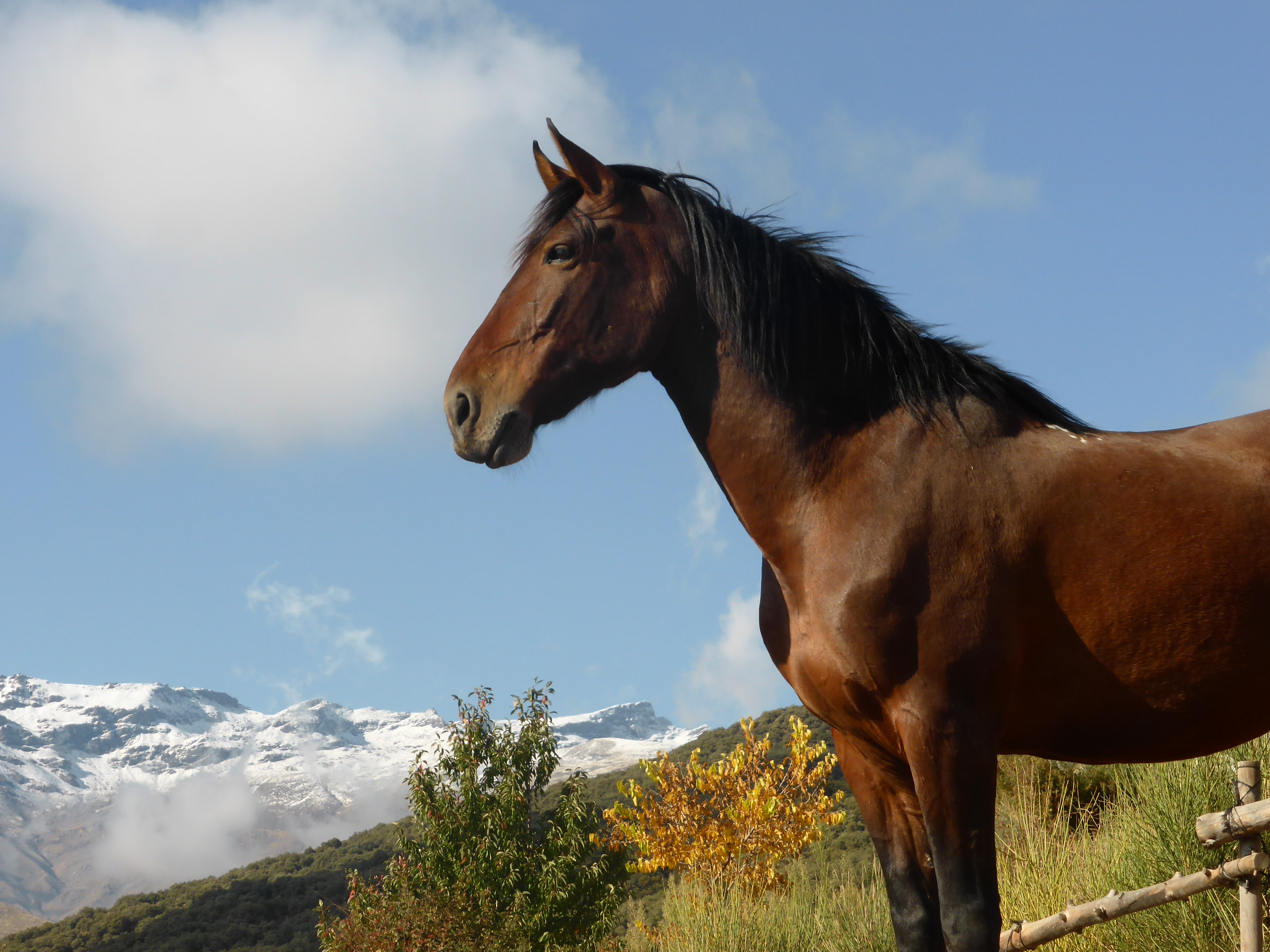 horses in the sierra nevada