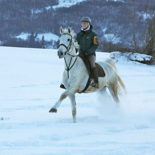 galloping in the snow. Winter Riding Holidays with In The Saddle. Equus Silvania .