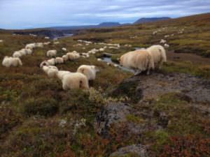 Sheep round up in Iceland