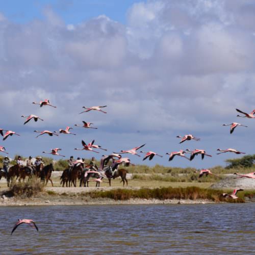 Tanzania flamingos