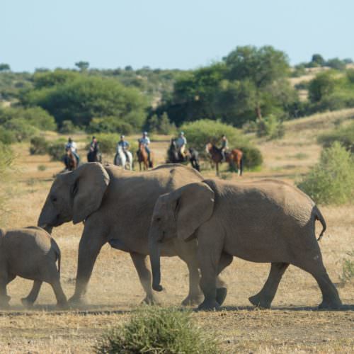 Elephants in the Tuli Block - Botswana