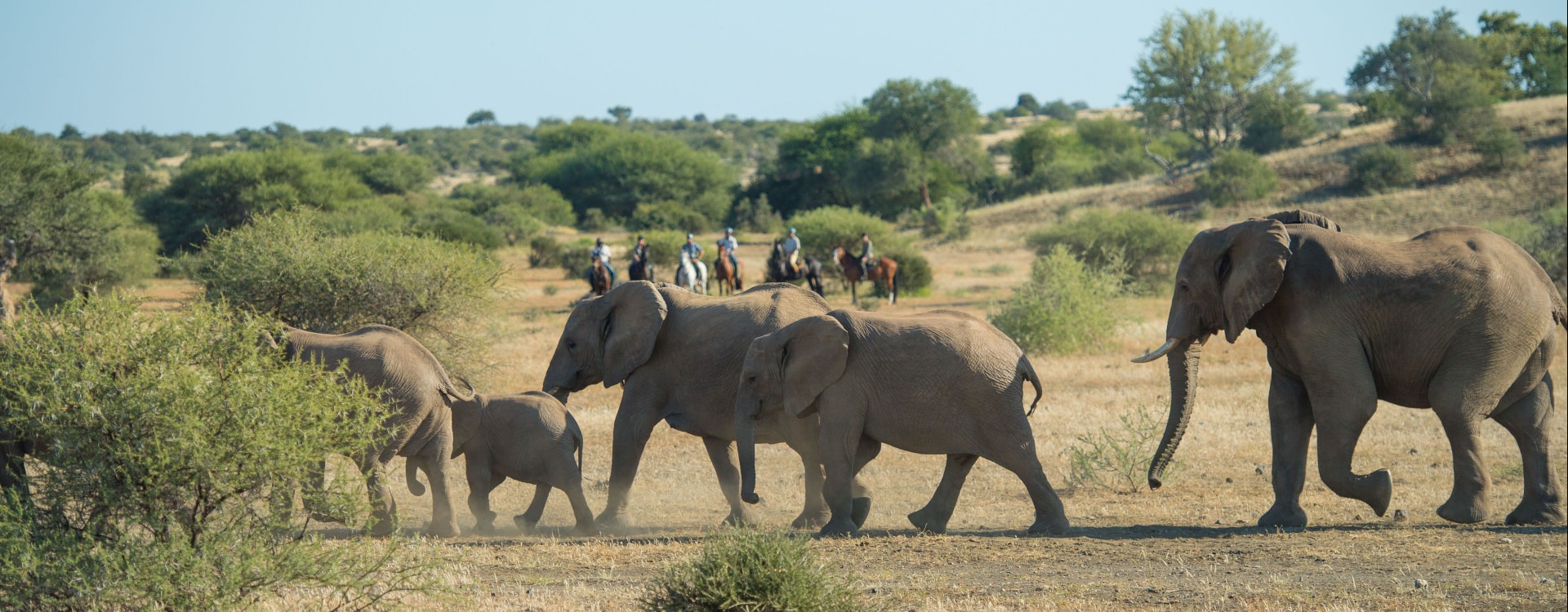 Elephants in the Tuli Block - Botswana
