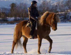 Sweden - winter riding