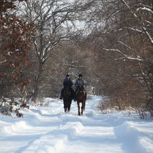 Winter Riding Holidays with In The Saddle. Equus Silvania. Horses in snow.