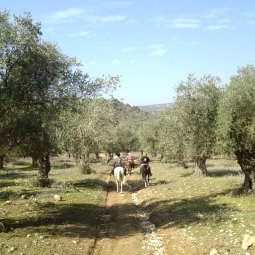 Israel olives