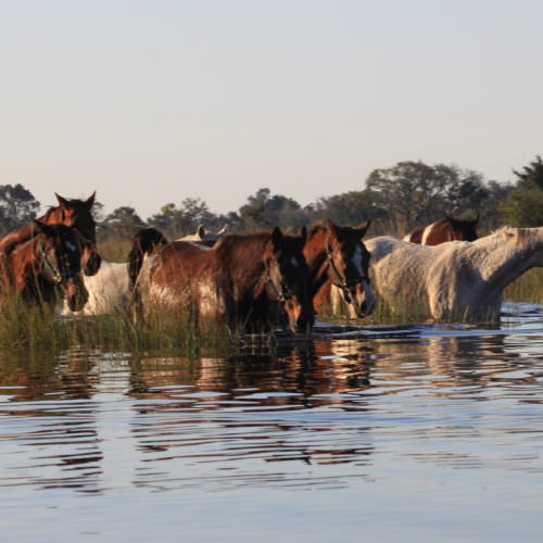 Kujwana riding safari exploring the western region of Botswana's Okavango Delta. Swimming horses