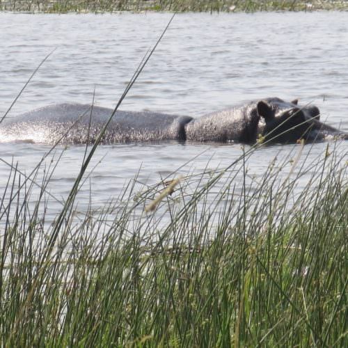 Kujwana riding safari exploring the western region of Botswana's Okavango Delta. Hippo.