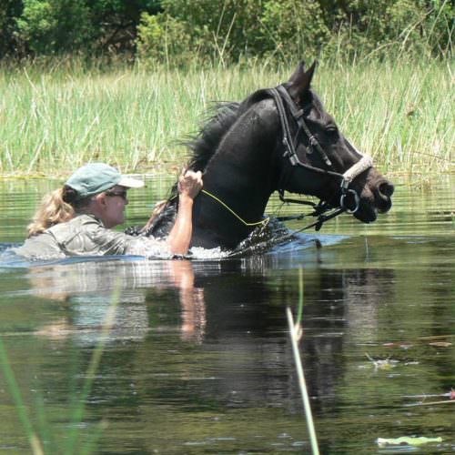 A riding safari exploring the remote western region of Botswana's Okavango Delta. Horse swimming.