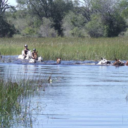 Kujwana riding safari exploring the western region of Botswana's Okavango Delta. Swimming horses