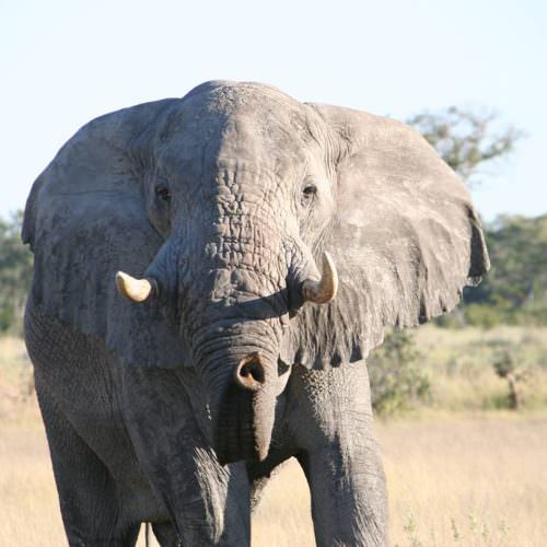 Kujwana riding safari exploring the western region of Botswana's Okavango Delta. Elephant.