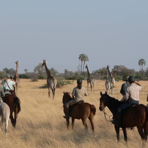 Kujwana riding safari exploring the western region of Botswana's Okavango Delta. Horses and giraffe.