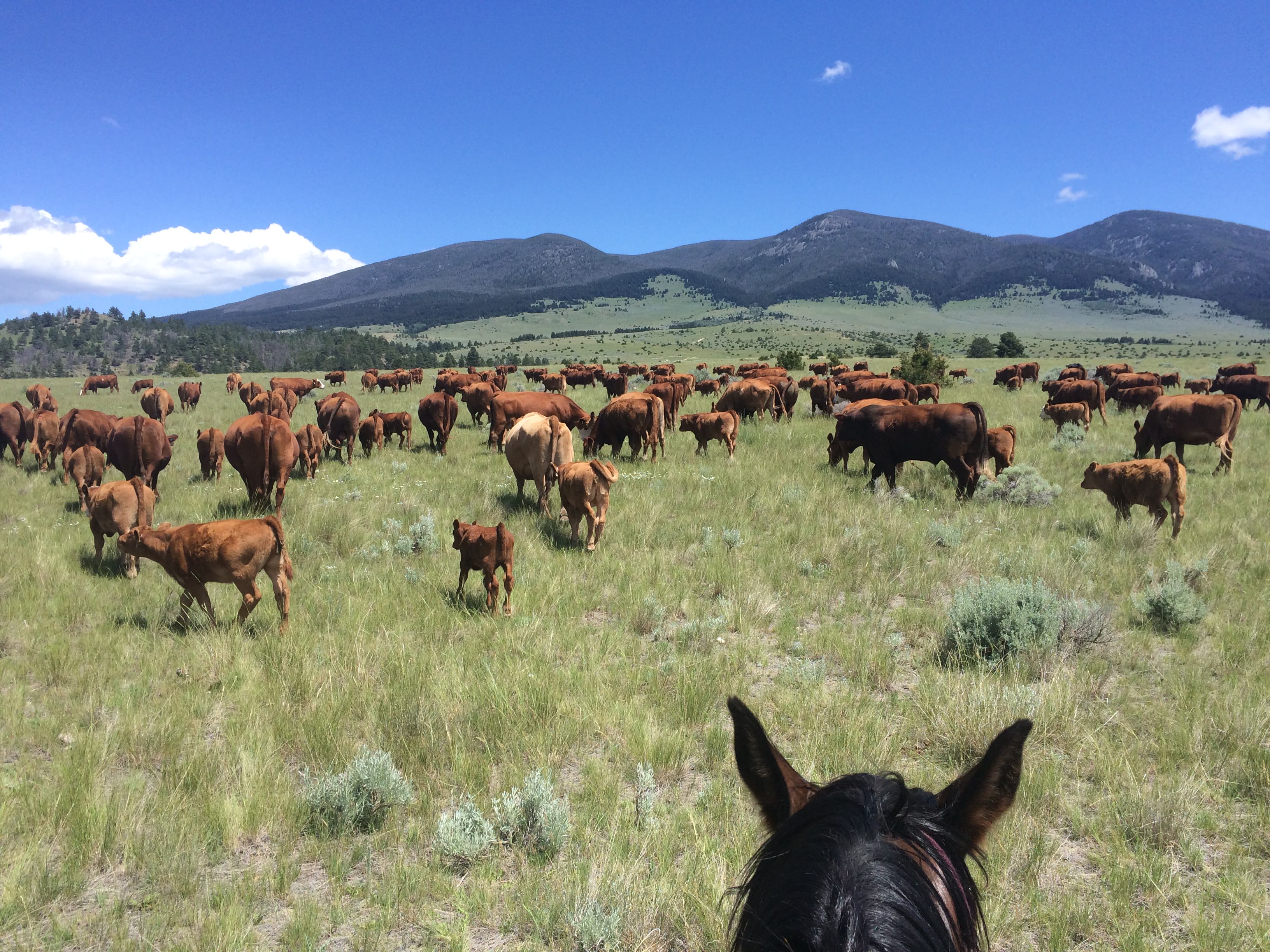 montana cattle drive