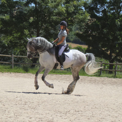 A guest cantering on Zeus.