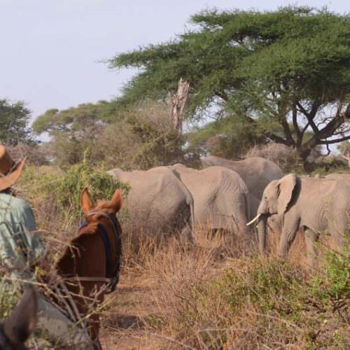 Tanzania elephants in thick bush