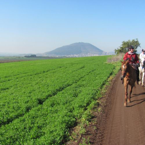 Horse riding in Israel