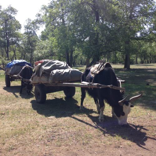 Mongolia yak cart