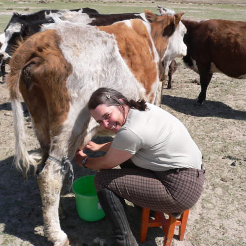 Mongolia milking cow