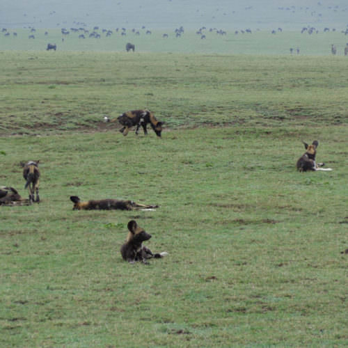 Wild Dogs in Tanzania