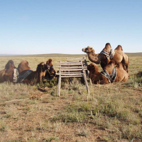 Mongolia camels