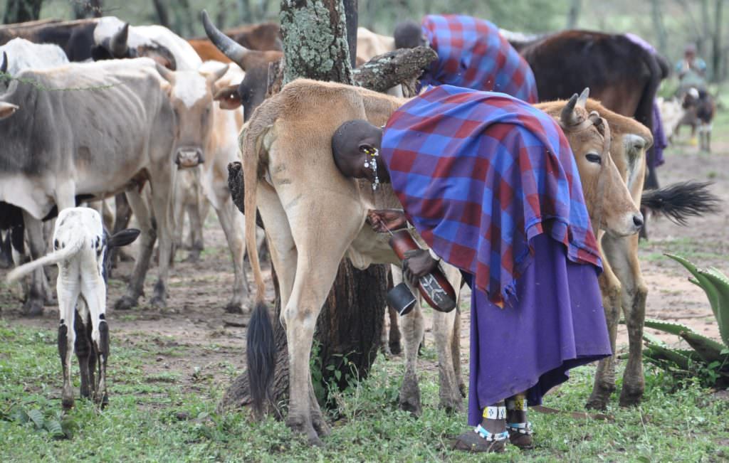 Maasai herder in Tanzania
