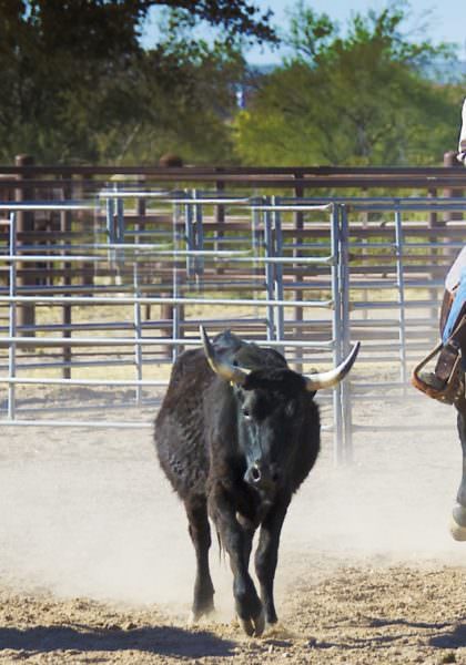 Herding steers at White Stallion Ranch - Arizona