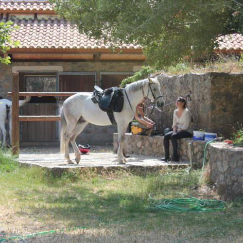 Crete - stables