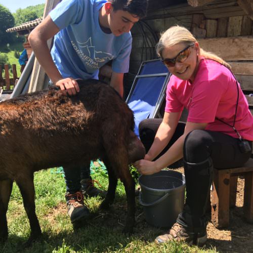 milking goats in Macedonia