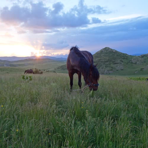 In The Saddle Riding Holidays. North Macedonia. Horses on the Trail. Sunrise.