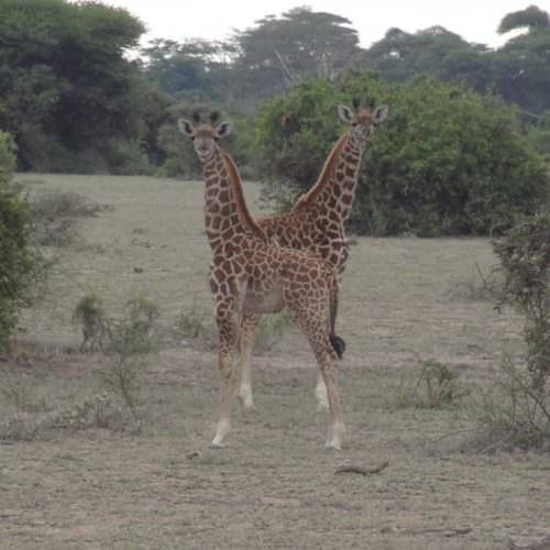 Young giraffe in Tanzania