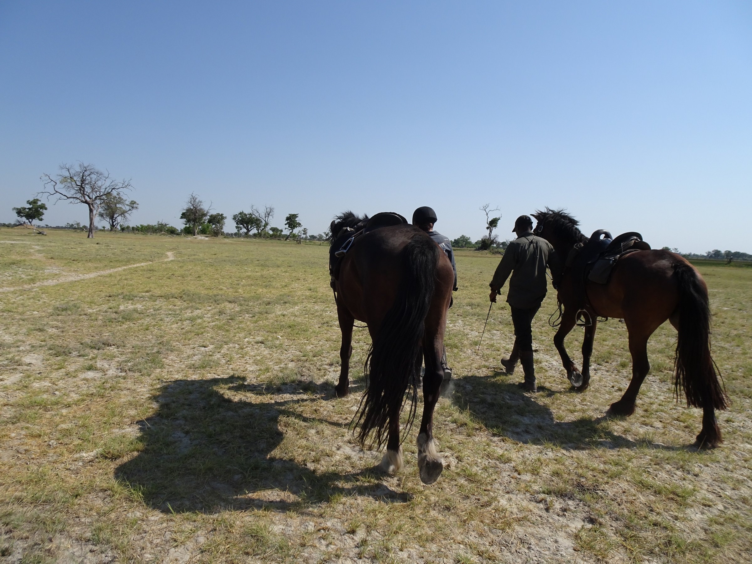 In The Saddle Riding Safari, Botswana. Horses