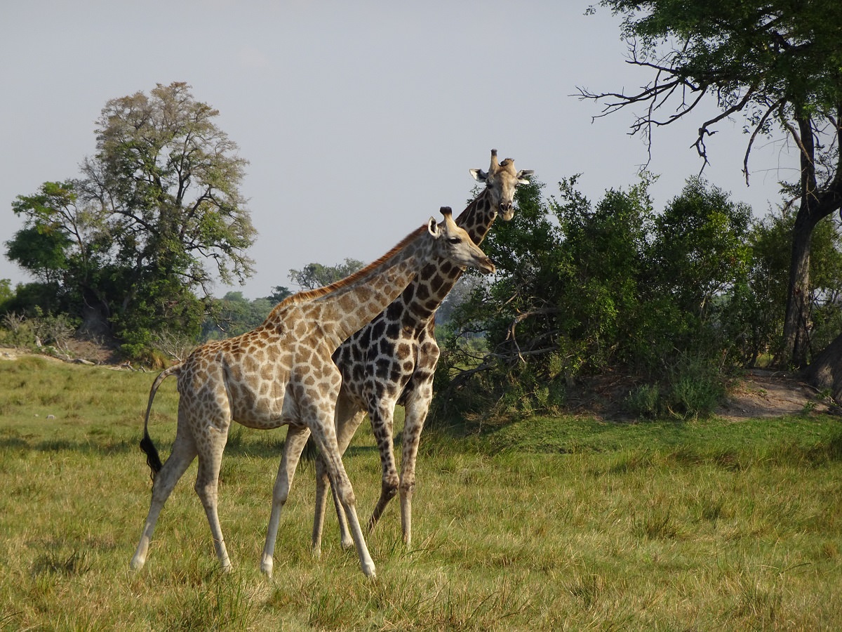 In The Saddle Riding Safari, Botswana, Kujwana. Giraffe.
