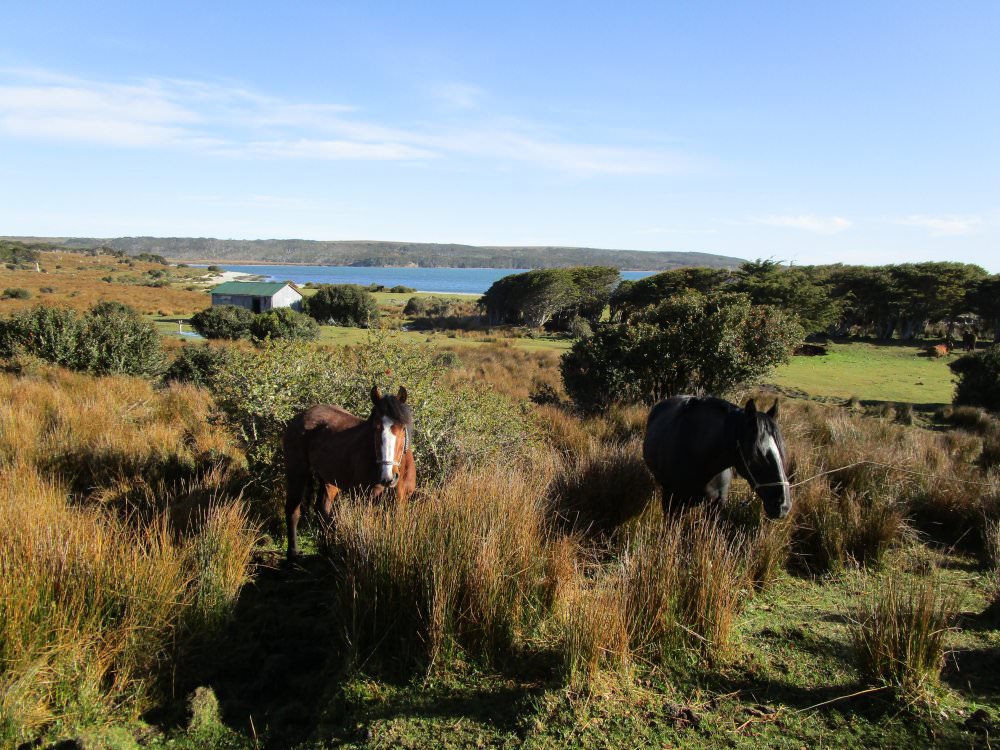 In The Saddle Riding Holidays. Argentina, Fin del Mundo. Horses.