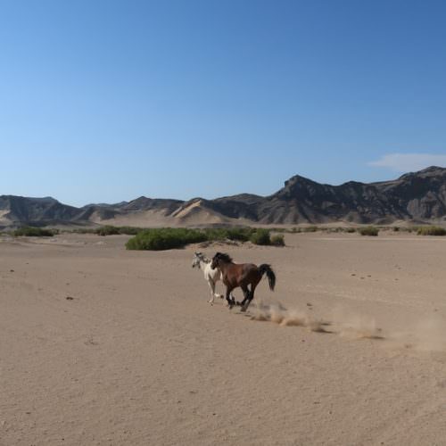 In The Saddle. Namibia - Skeleton Damara Ride. Horses galloping.